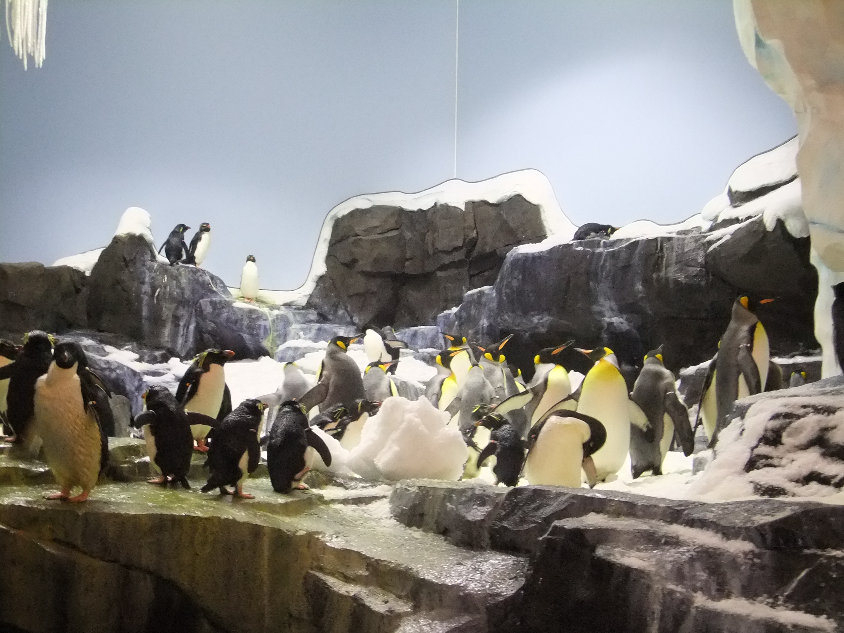 Unter Pinguinen: Floridas coolster Ort Unter Pinguinen: Floridas coolster Ort